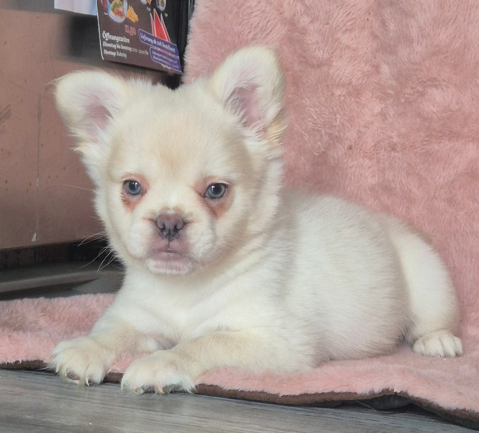 Franse bulldog puppys beschikbaar Fluffy reutje, Dieren en Toebehoren, Honden | Bulldogs, Pinschers en Molossers, 8 tot 15 weken
