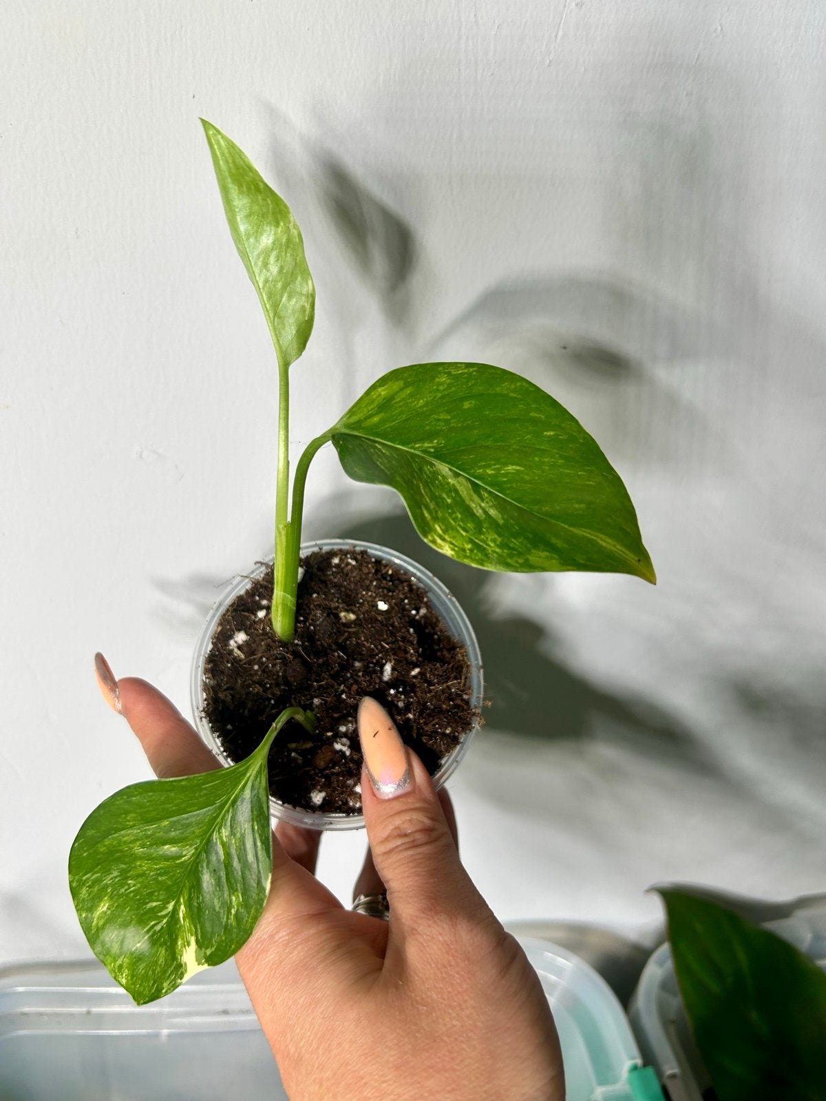 Monstera Lechleriana Variegata - Zeldzame Stek, Ophalen of Verzenden, Halfschaduw, Minder dan 100 cm