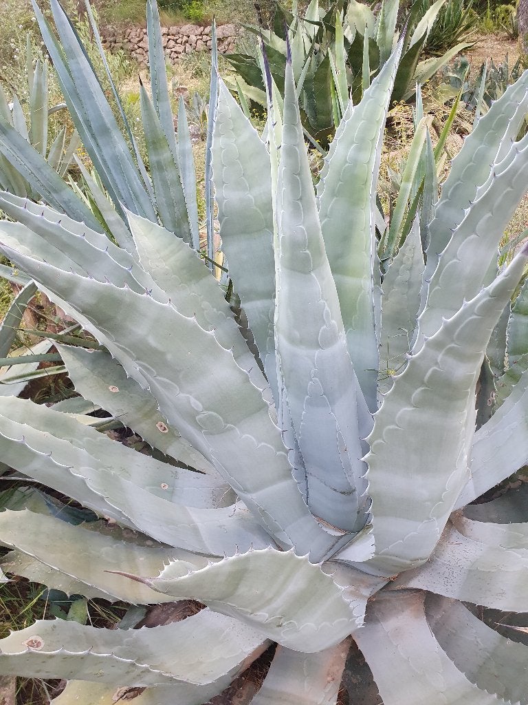 Agave asperrima Potosiensis, Ophalen of Verzenden, Bloeit niet, Overige soorten, Volle zon