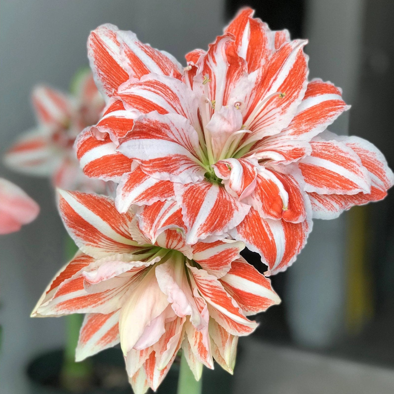 Amaryllis bol Dancing Queen, bijzonder soort, voordelig, Ophalen of Verzenden, Volle zon