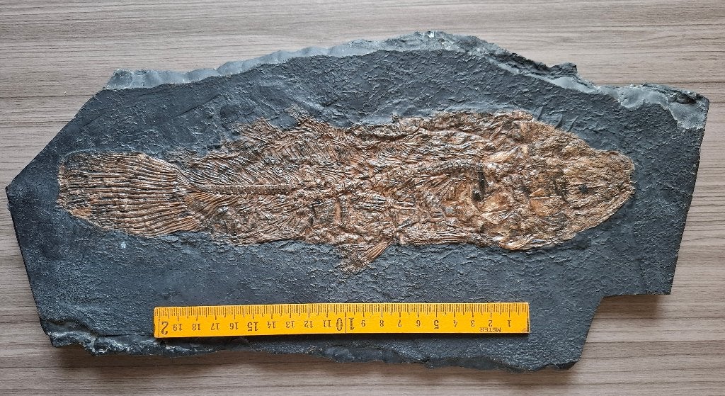 fossiele moddersnoek Amia uit Messel, Duitsland, Eoceen, Ophalen of Verzenden, Fossiel