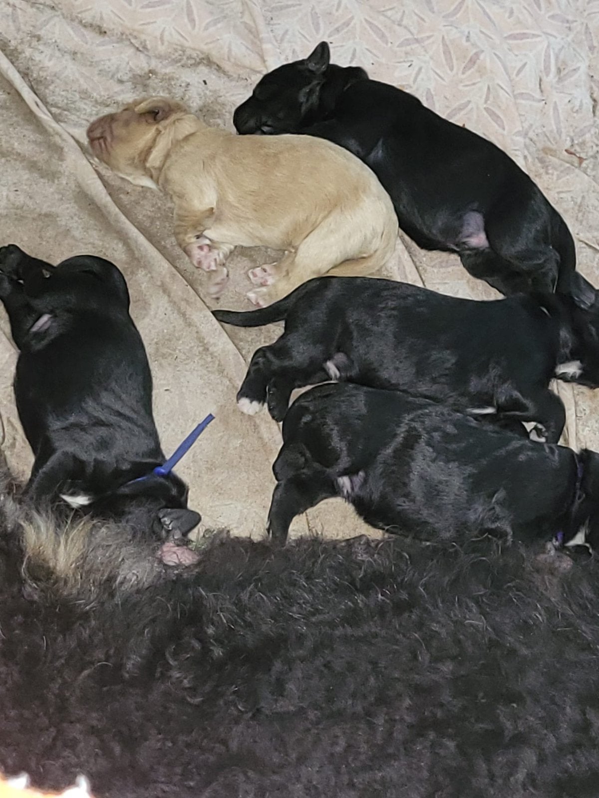 Pups, België, Particulier, Parvo, Meerdere