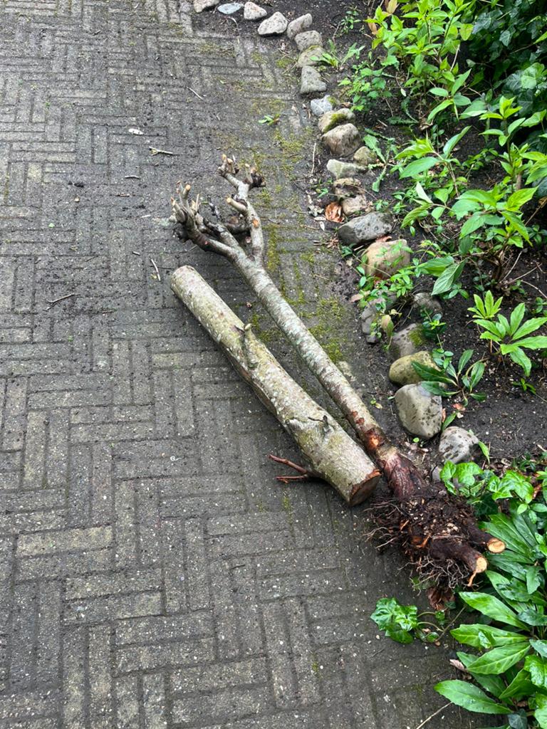 GRATIS 2 boomstronken, Minder dan 3 m³, Ophalen