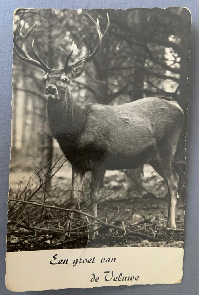 Een groet van de Veluwe, edelhert, 1953, Verzamelen, Ophalen of Verzenden, 1940 tot 1960, Gelopen, Gelderland