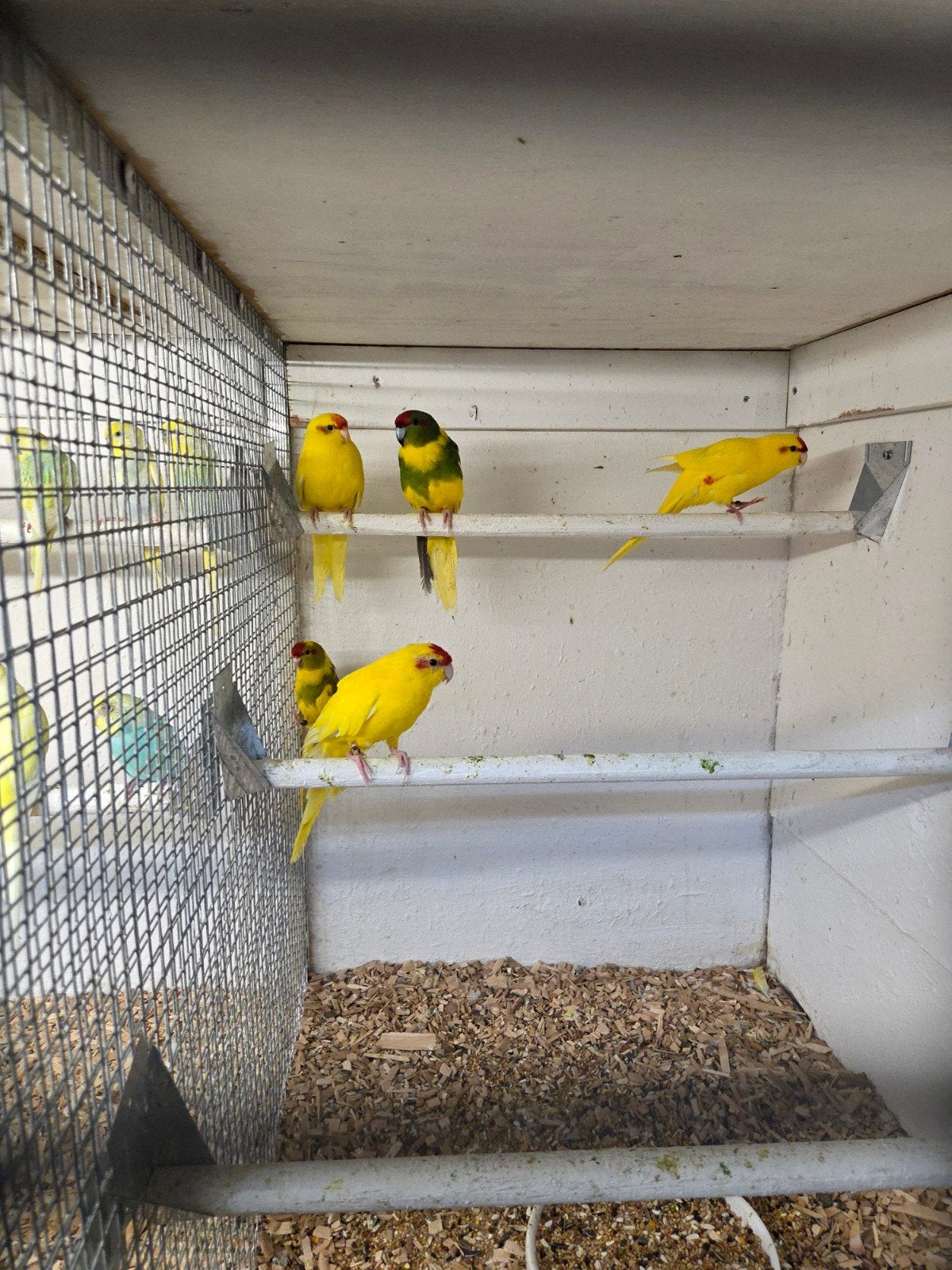 Kakerikies, Meerdere dieren, Parkiet
