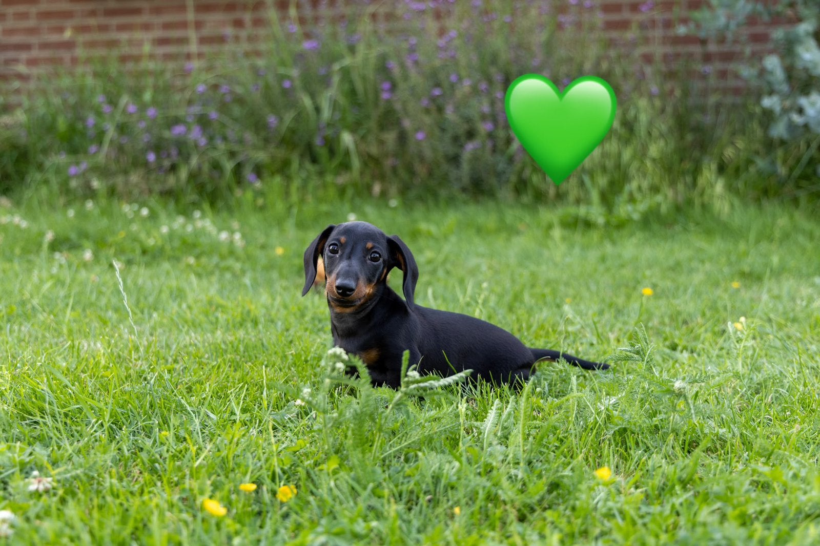 kaninchen/ dwerg teckelpups 2 reutje met stamboom, Kaninchen, Parvo, Reu, 8 tot 15 weken