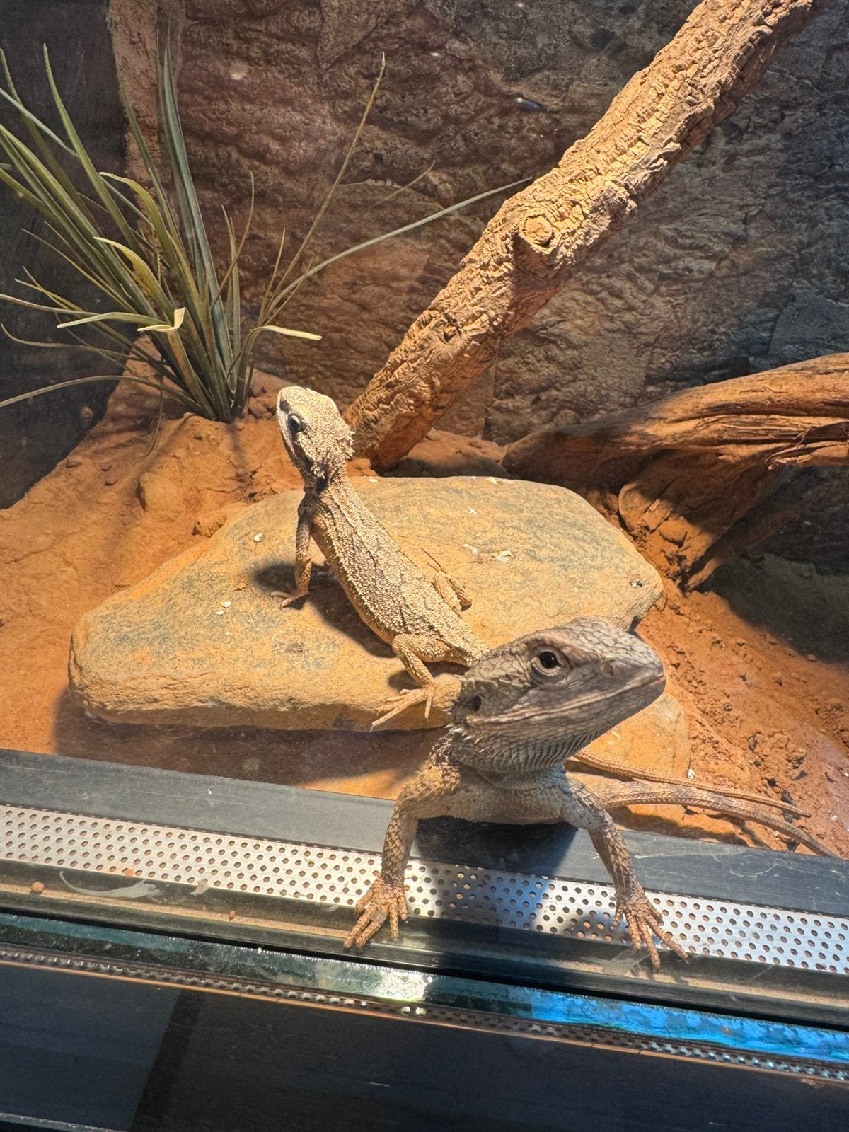 Baardagaam (pogona minor) Bearded Dragon photo 2