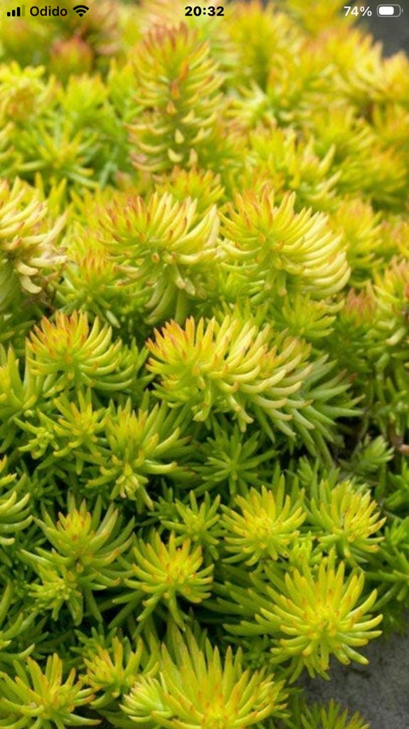 Sedum reflexum Angelina, Ophalen, Bodembedekkers, Volle zon, Vaste plant