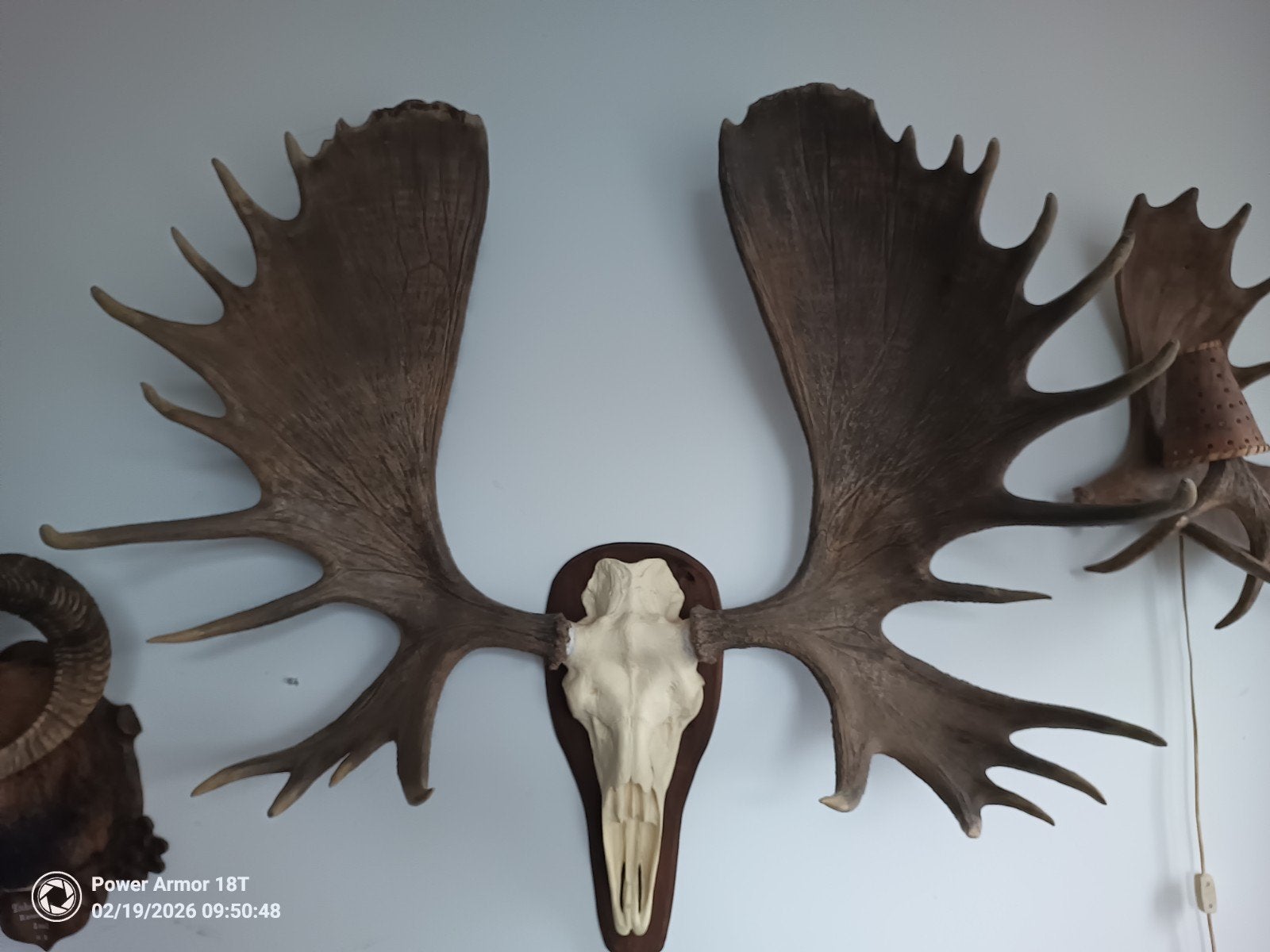 Gigantisch Alaska Eland Gewei met Schedel, Ophalen, Gebruikt, Hert, Gewei of Kop