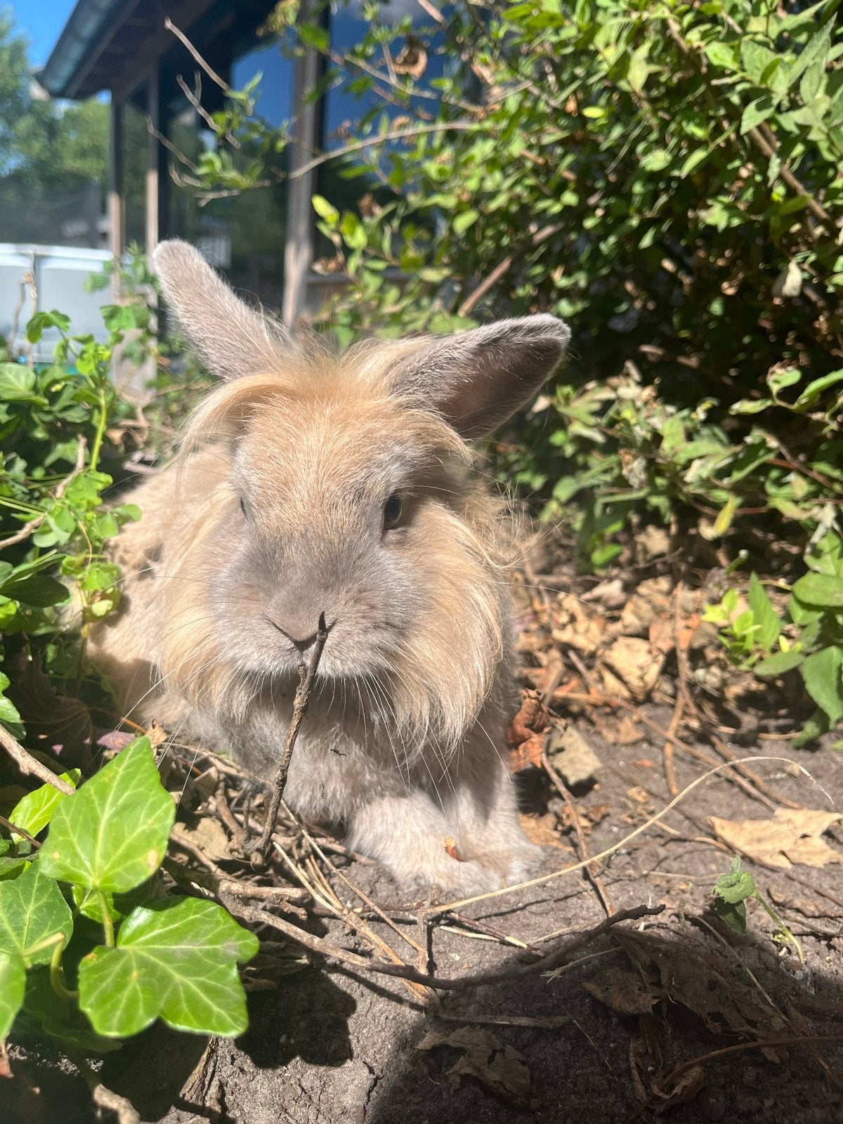 Mooie Leeuwkop ram, Dieren en Toebehoren, Mannelijk, Dwerg