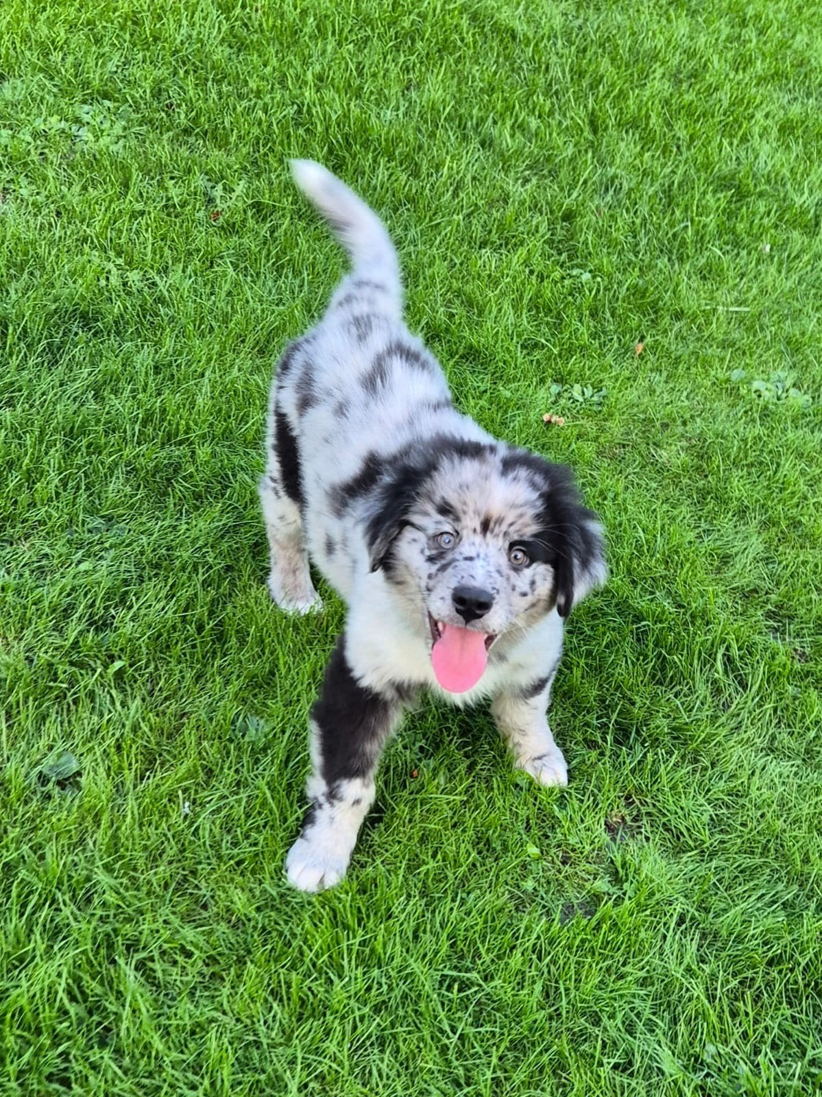 Newfoundlander x australian sheperd Reutje, Nederland, Reu, Eén hond, Fokker | Professioneel