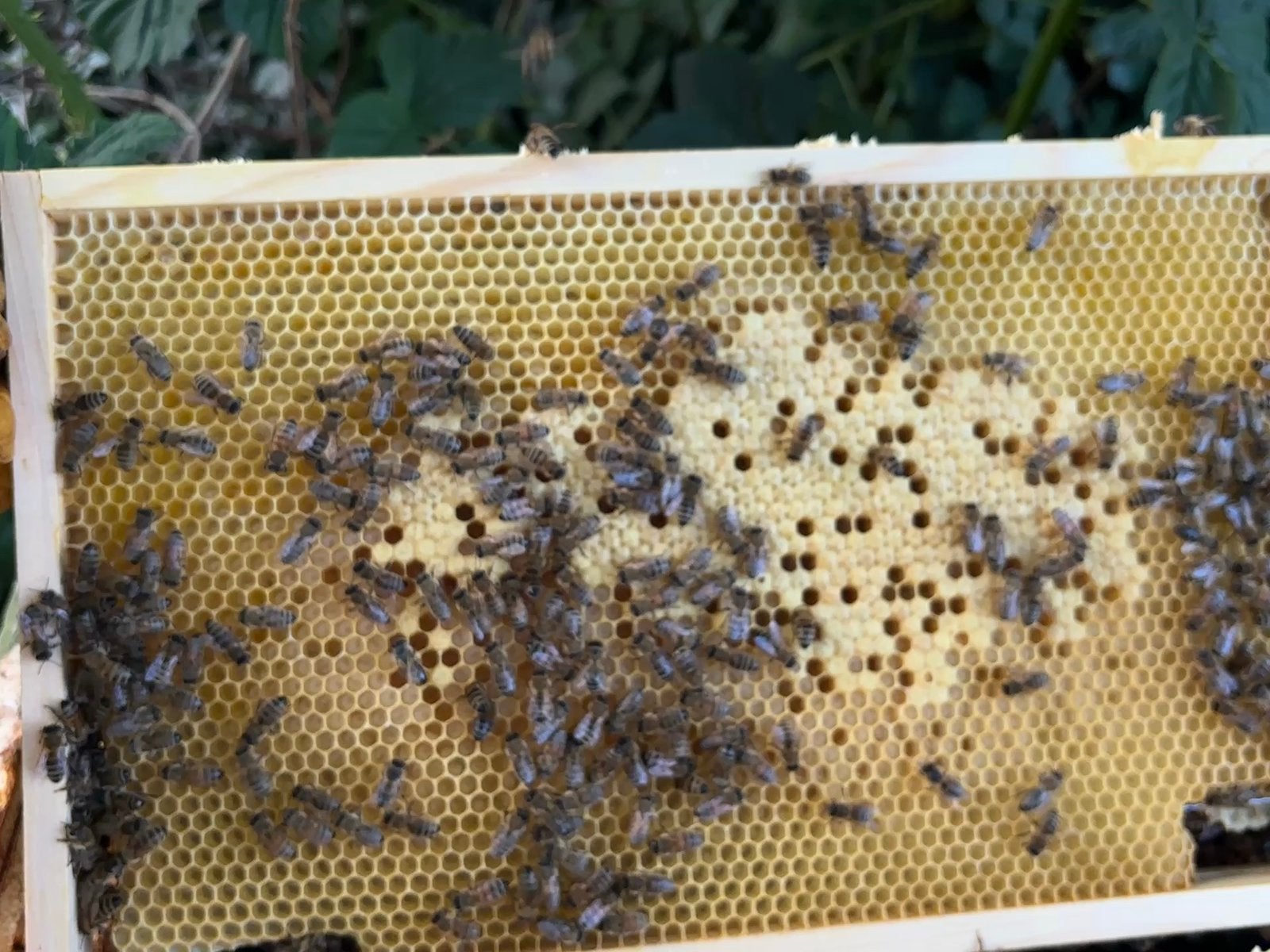 Bijenvolk , Carnica, Dieren en Toebehoren, Bijen