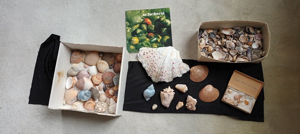 schelpen van verschillende grootte, Verzamelen, Ophalen, Schelp(en)