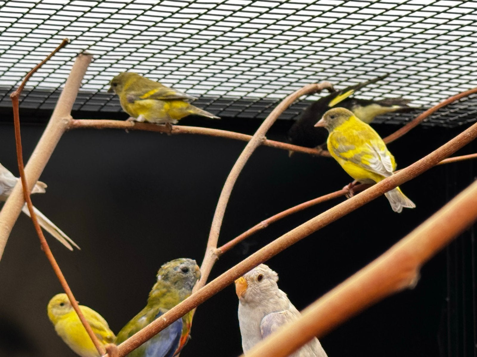 Zwartkop sijzen 2025, Meerdere dieren, Tropenvogel, Geringd