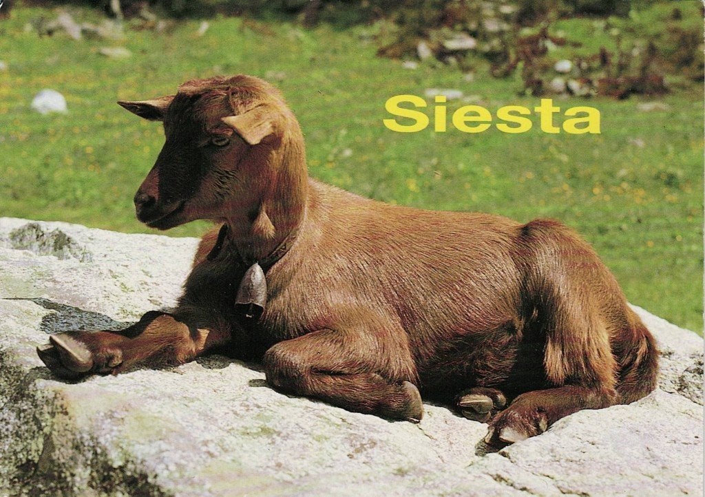 Geit doet Siesta 207, Verzamelen, Verzenden, 1980 tot heden, Gelopen, Overige soorten