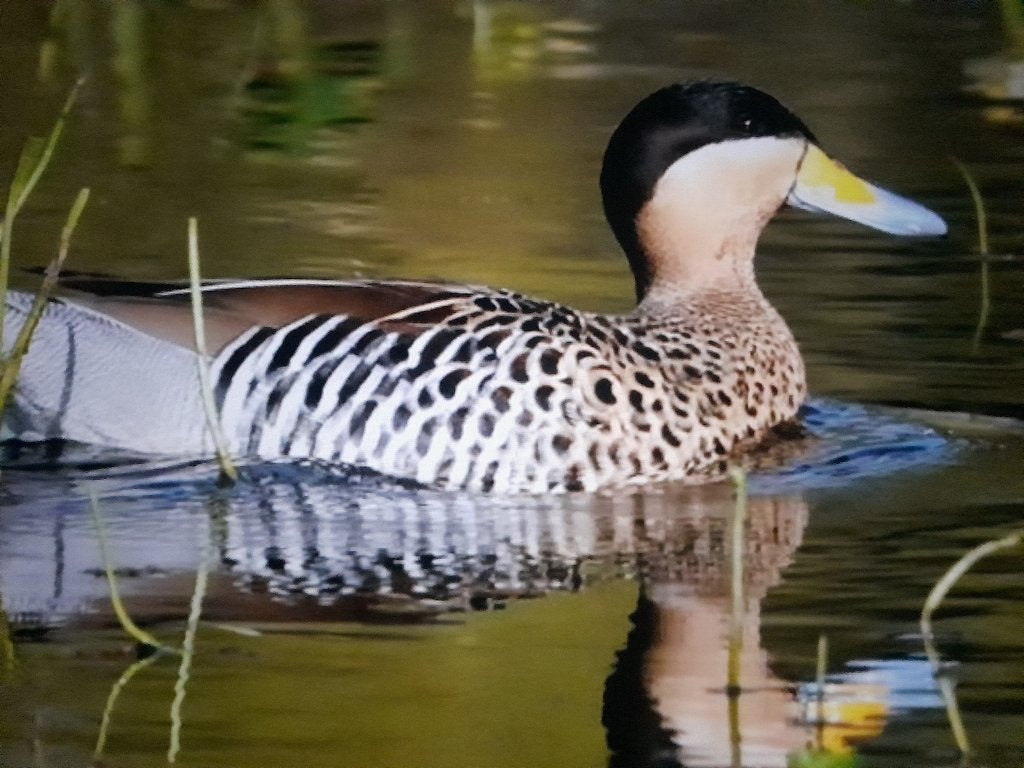 versicolor taling/ siereenden, Meerdere dieren, Kip