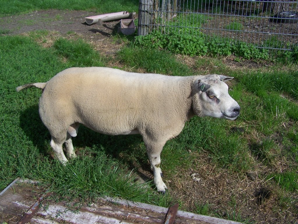 Texelse dekram, Dieren en Toebehoren, Mannelijk, Schaap, 0 tot 2 jaar