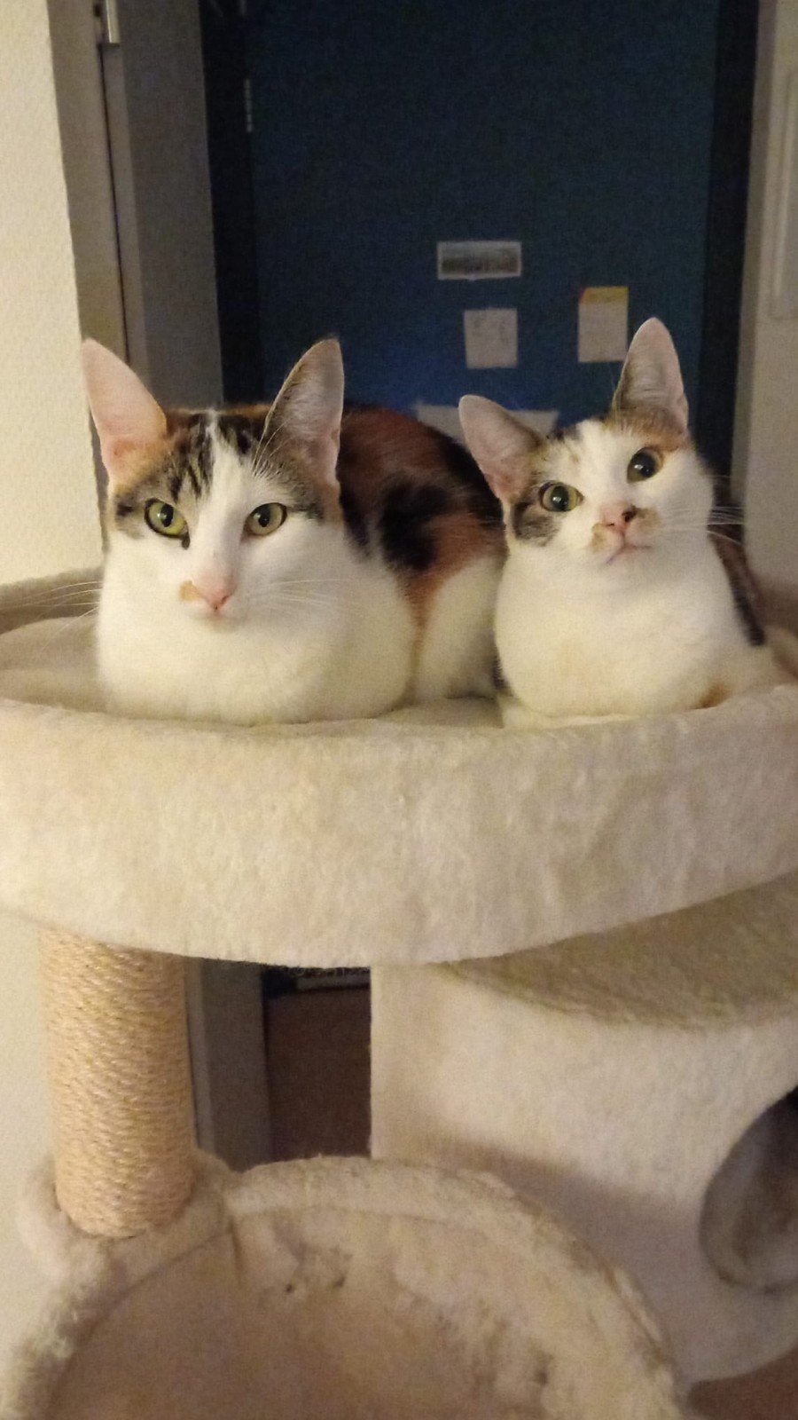 2 Poesen, 0 tot 2 jaar