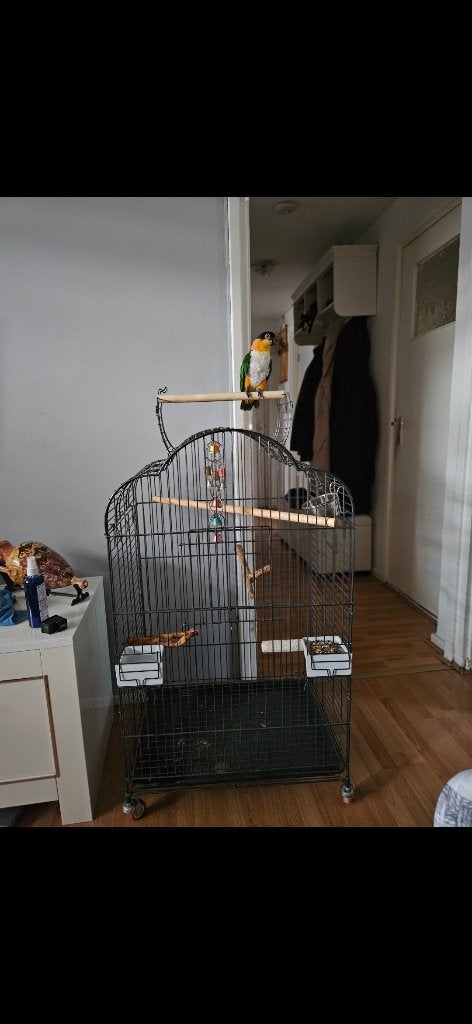 De zwartkopcaique  papegaaien, Dieren en Toebehoren, Vogels | Parkieten en Papegaaien, Vrouwelijk, Papegaai