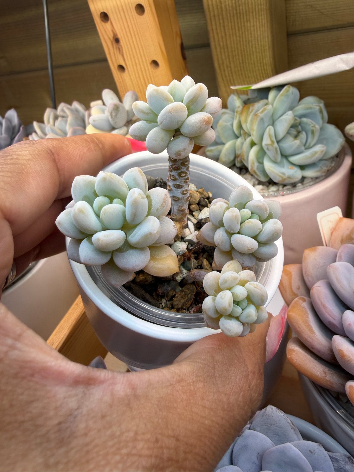 Graptopetalum Rococco - Unieke Vetplant, Verzenden, Halfschaduw, Minder dan 100 cm