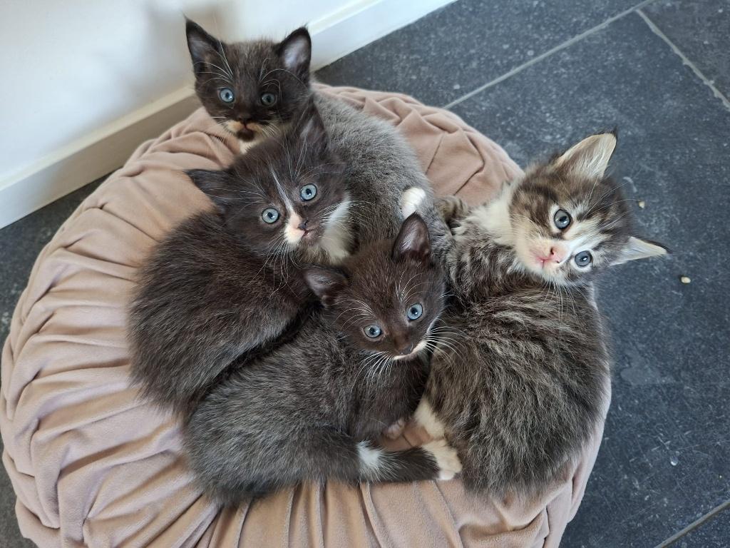 Kittens kruising blauwe rus, Dieren en Toebehoren, Katten en Kittens | Overige Katten, Meerdere dieren, Kortharig, 0 tot 2 jaar