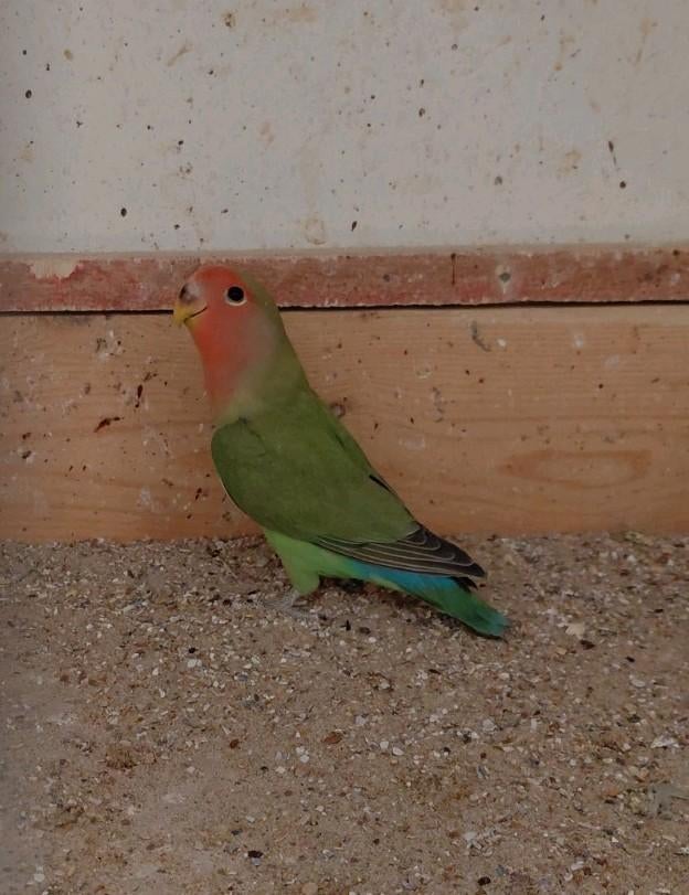 Jonge agapornis roseicollis  om tam te maken, Geslacht onbekend, Dwergpapegaai of Agapornis, Tam