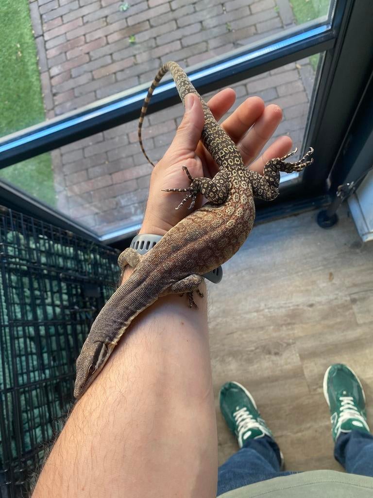 Volwassend koppel varanus glauerti (kimberly) + terrarium, Dieren en Toebehoren, Slang