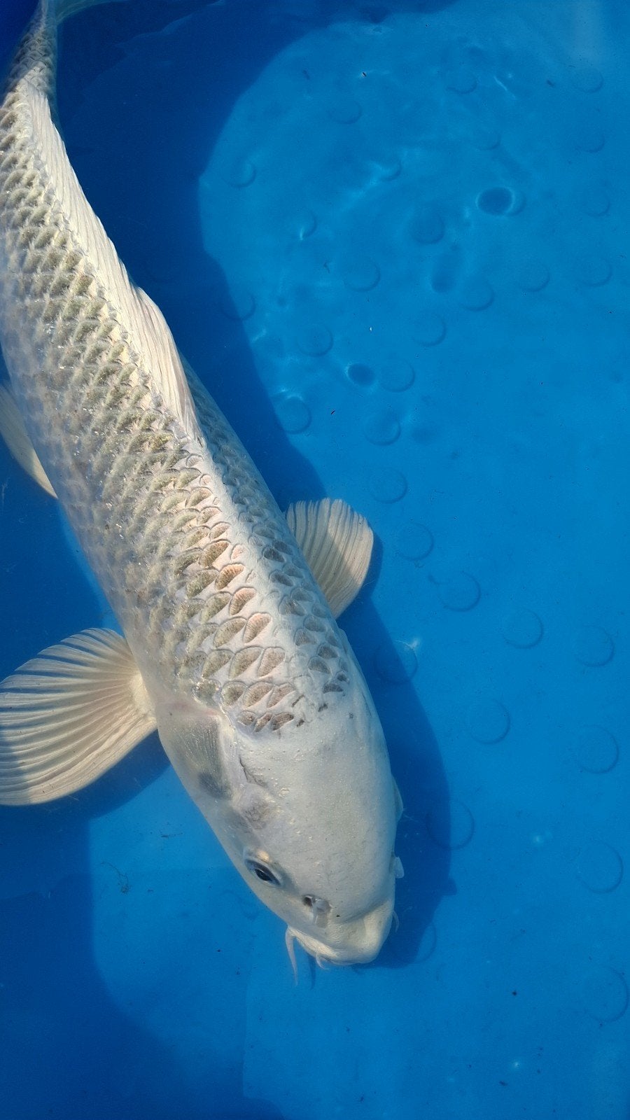 Platinum Ogon koi Kweker Yamazaki (japanse koi), Karper of Koi