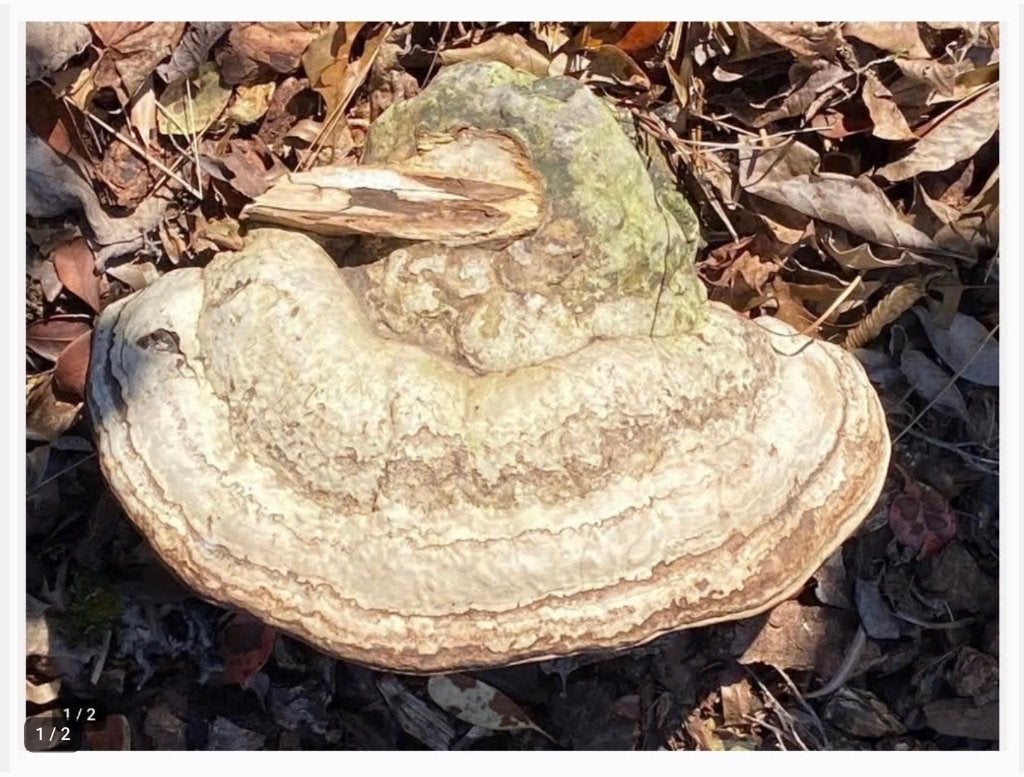 HERFST Enorme Tonderzwam - Fomes fomentarius paddestoel, Gebruikt, Ophalen of Verzenden, X, X