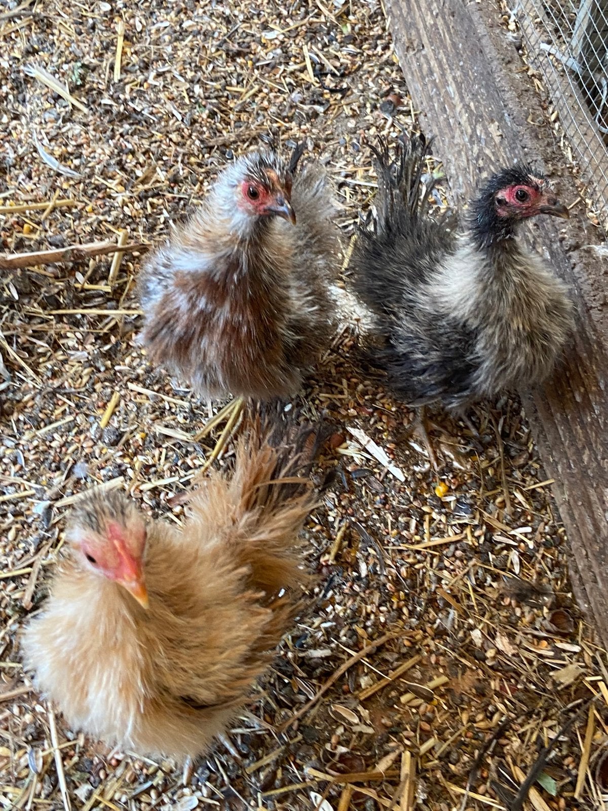 Serama toom 2 hanen 11 hennen | ook los te koop |, Meerdere dieren, Kip