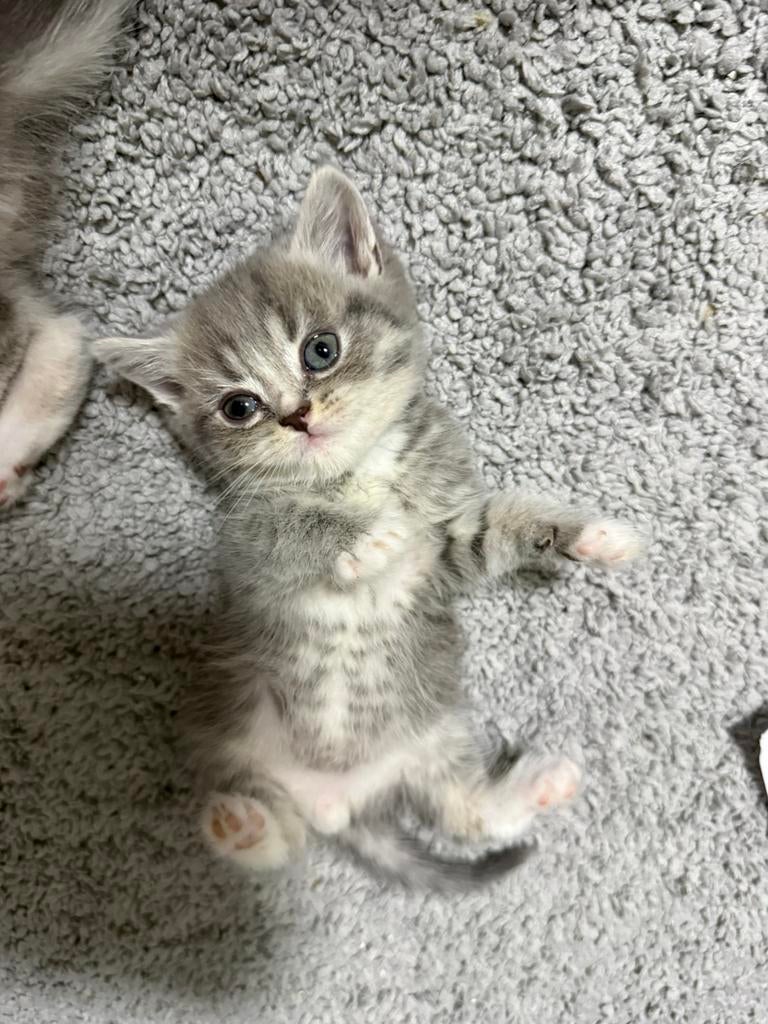 kittens te koop – Brits Koorthaar, British shorthair, Poes