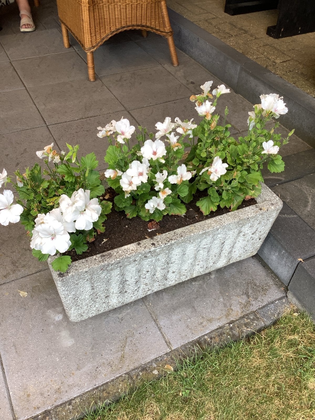 Betonnen bloembak voor tuin of balkon, Ophalen, Gebruikt, Balkon, 60 tot 100 cm