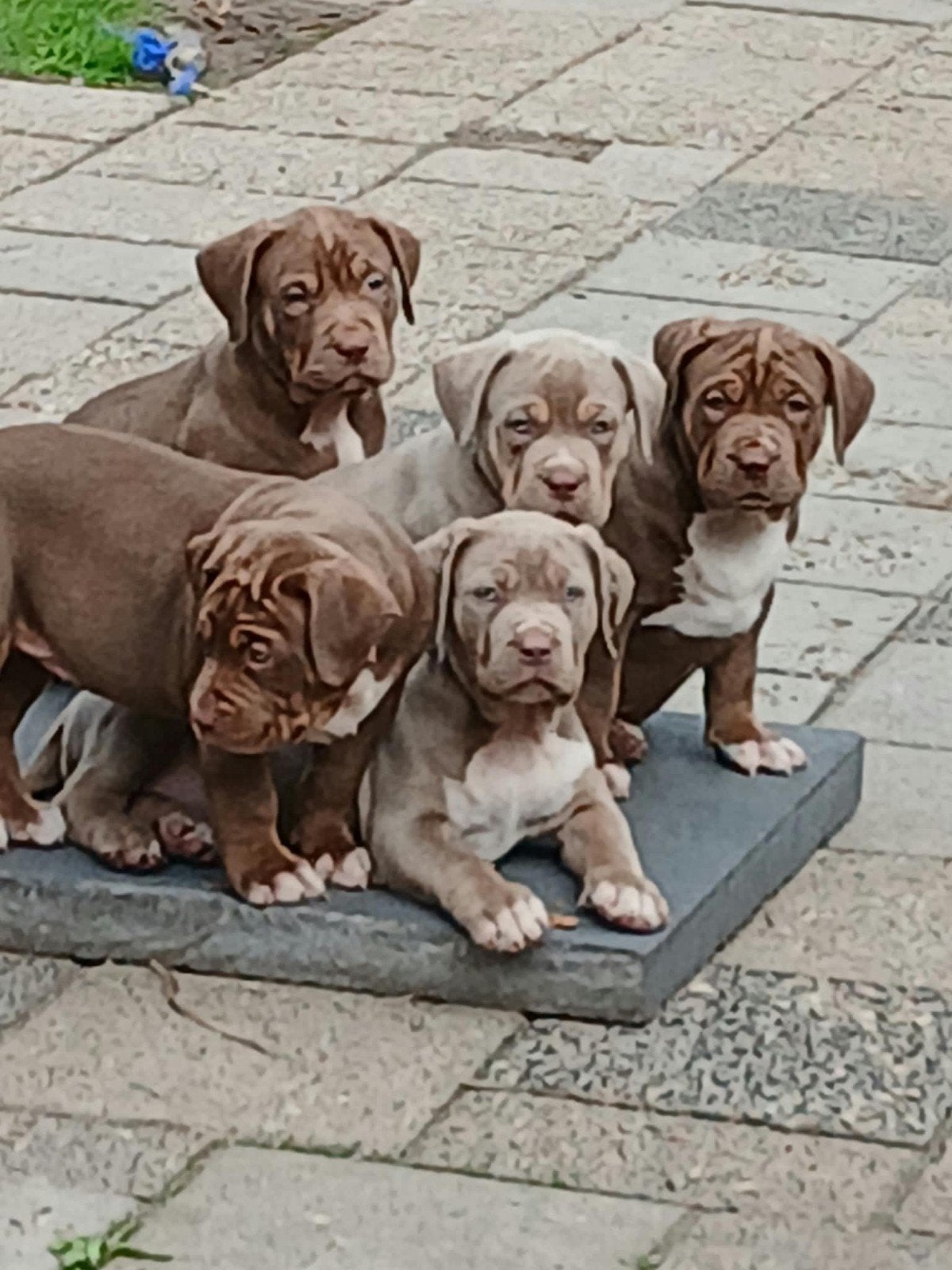American Bully XL Pups - 8 weken oud mogen het nest verlaten, Dieren en Toebehoren, Overige rassen, Teef, Meerdere, Nederland