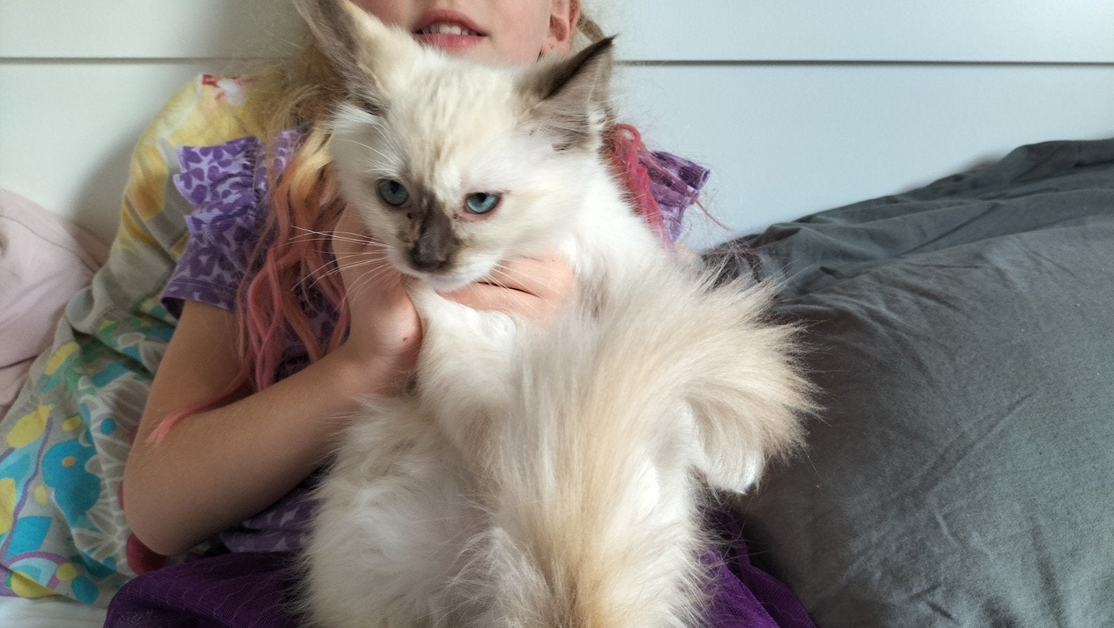 ragdoll kittens, Dieren en Toebehoren, Meerdere dieren, Met stamboom, 0 tot 2 jaar