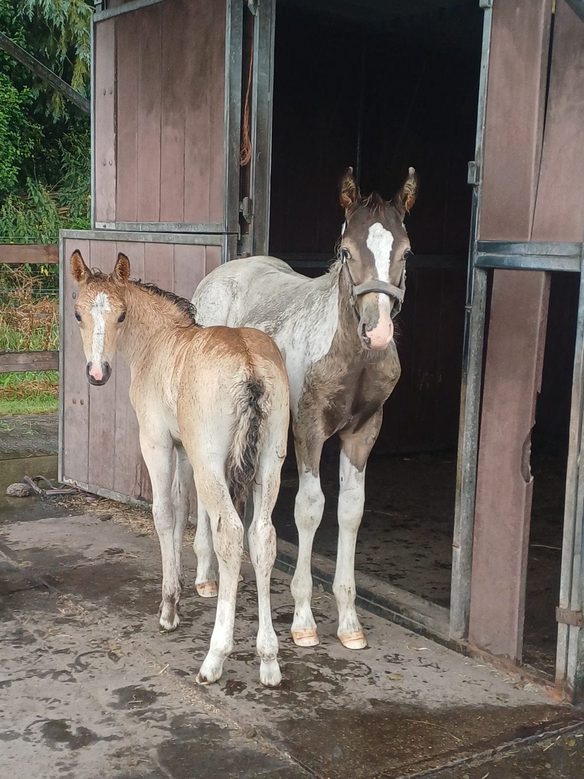 2 super leuke hengstveulens (valk en valkbont), Dieren en Toebehoren, Pony's, Hengst, D pony (1.37m tot 1.48m), 0 tot 2 jaar