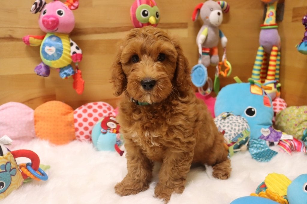 Prachtige mini / medium Australian labradoodle pups, Nederland, Overige rassen, 8 tot 15 weken, CDV (hondenziekte)