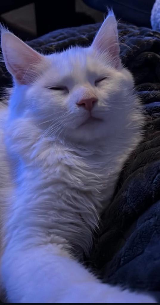 Witte kitten poes, Maine Coon,Siamees, Britse korthaar, Poes