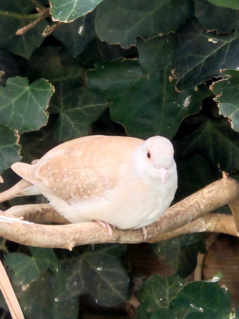 Diamantduifjes, Dieren en Toebehoren, Geslacht onbekend, Tropenvogel, Geringd