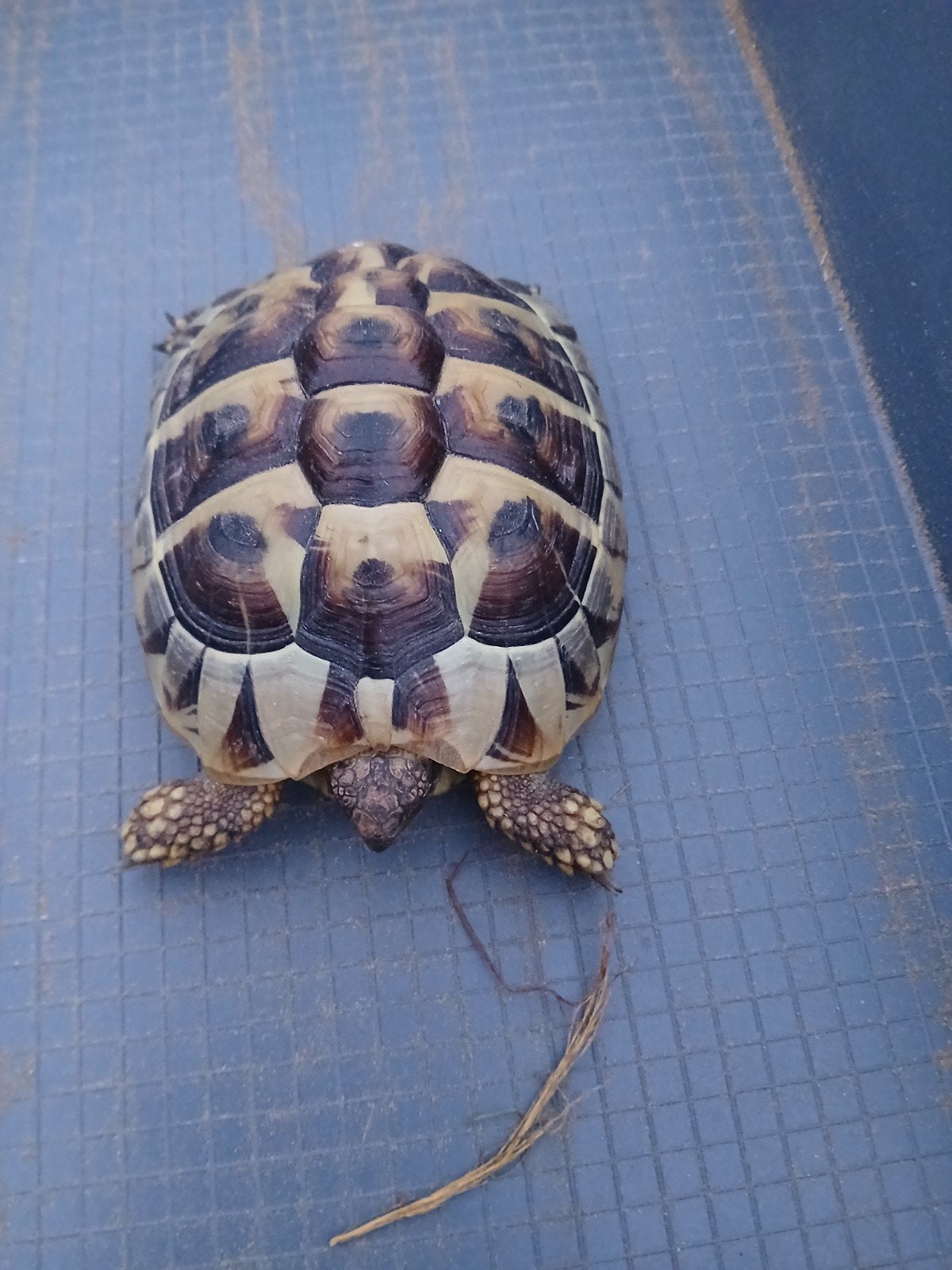 Griekse Landschildpad, 4 jaar oud Tortoise photo 3