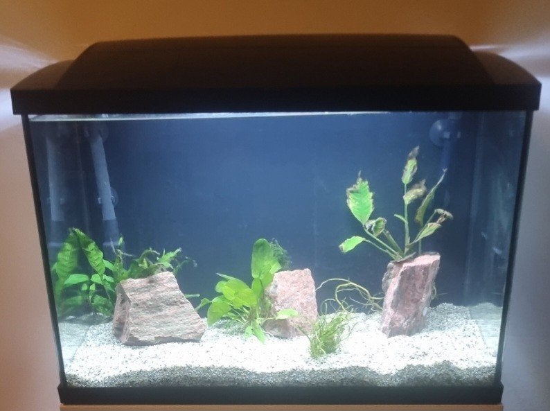 superfiach aquarium, Ophalen of Verzenden