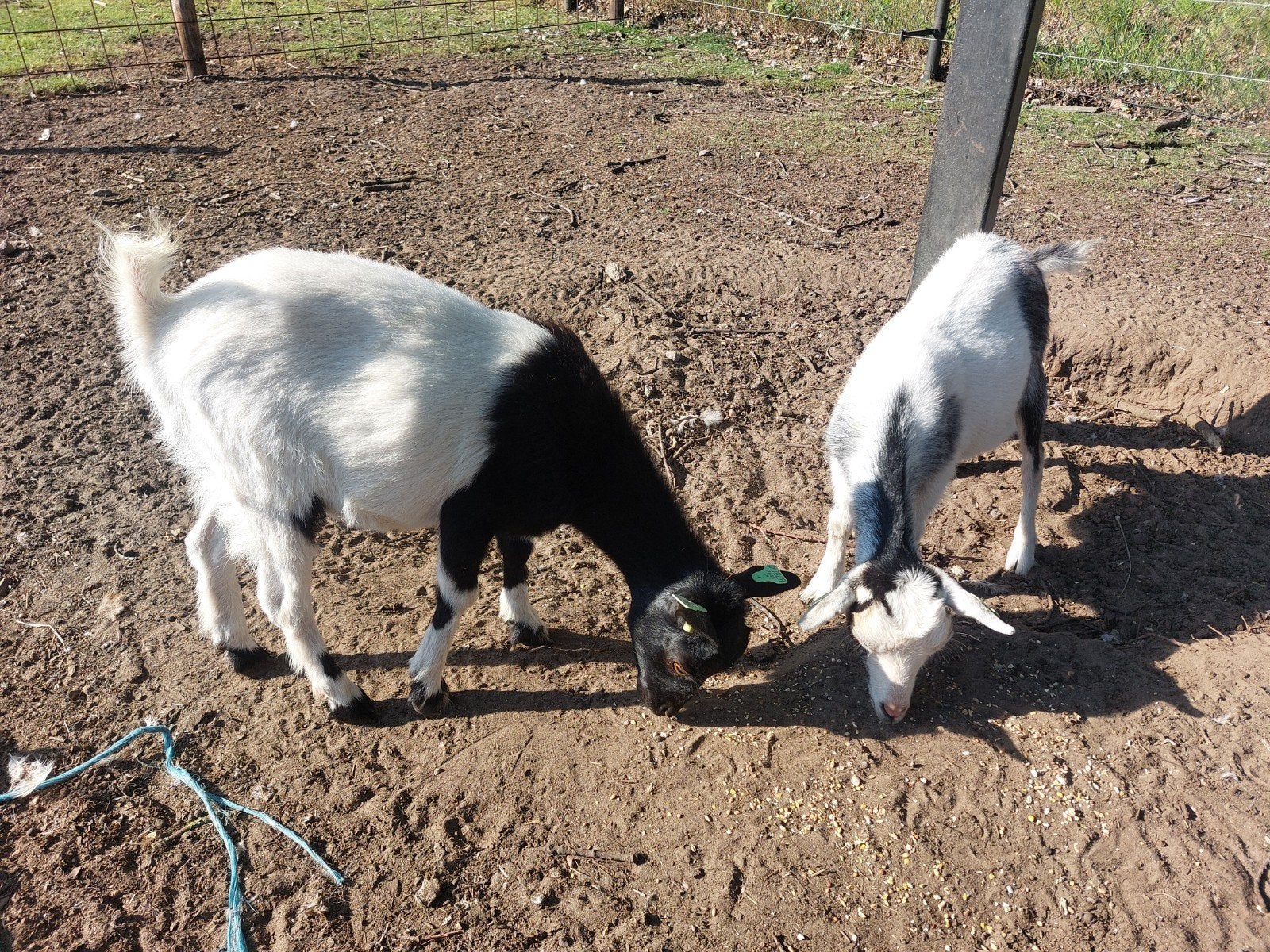 2 dwerg geitjes, Dieren en Toebehoren, Vrouwelijk, Geit