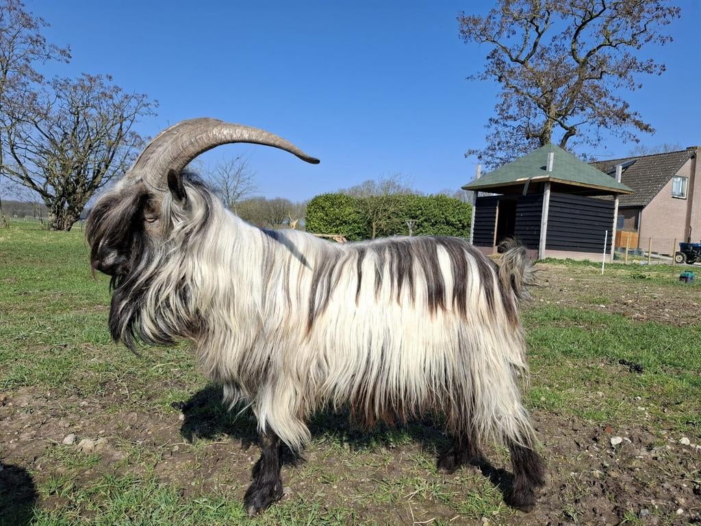 Stamboek landgeit dekbok, Dieren en Toebehoren, Mannelijk, Geit, 0 tot 2 jaar