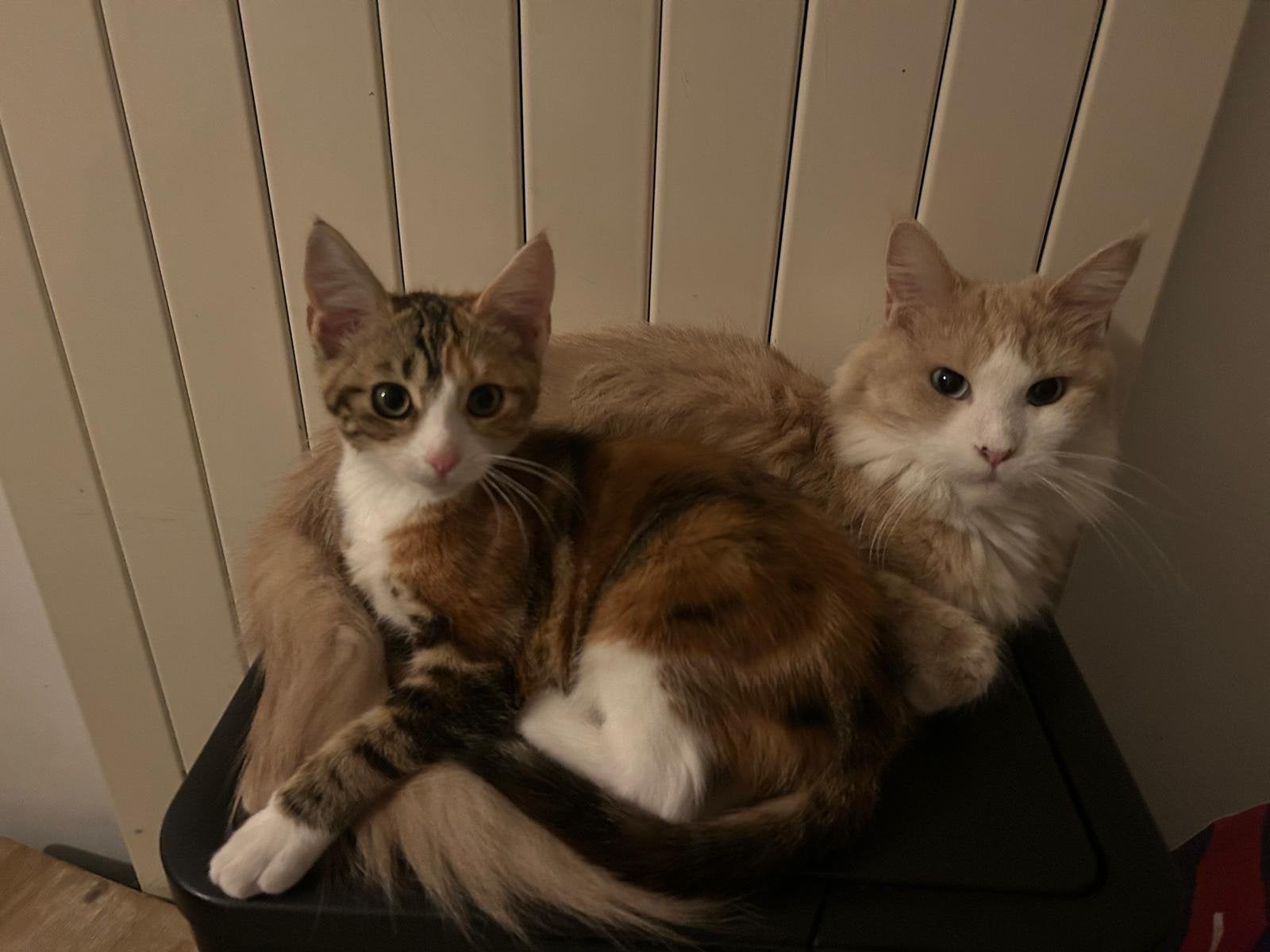 nog 1 mainecoon x europese korthaar kitten, Poes, Kortharig, 0 tot 2 jaar