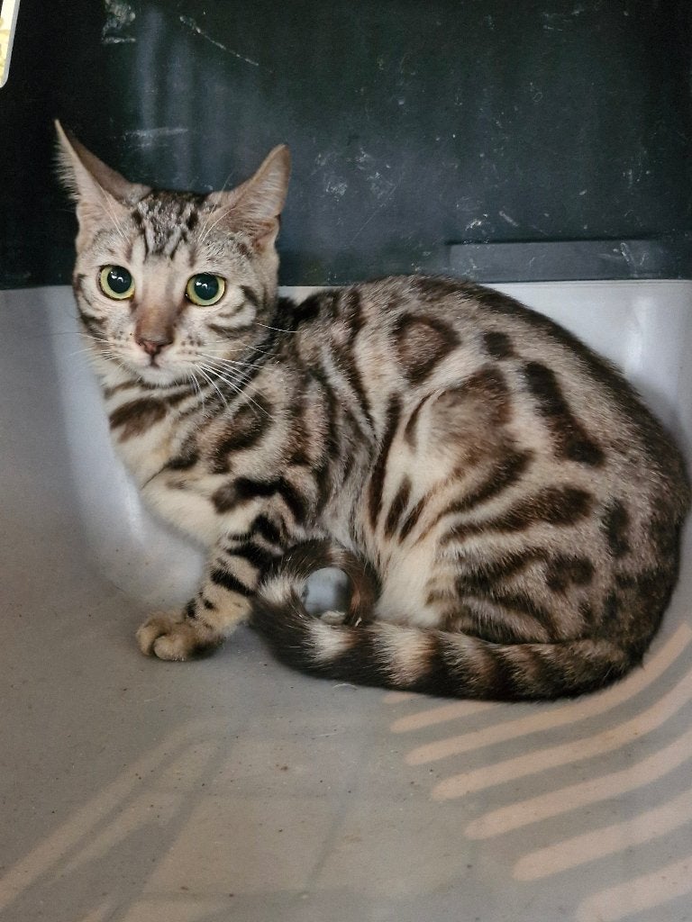 bengaalse kittens, Dieren en Toebehoren, Meerdere dieren, Gechipt, 0 tot 2 jaar