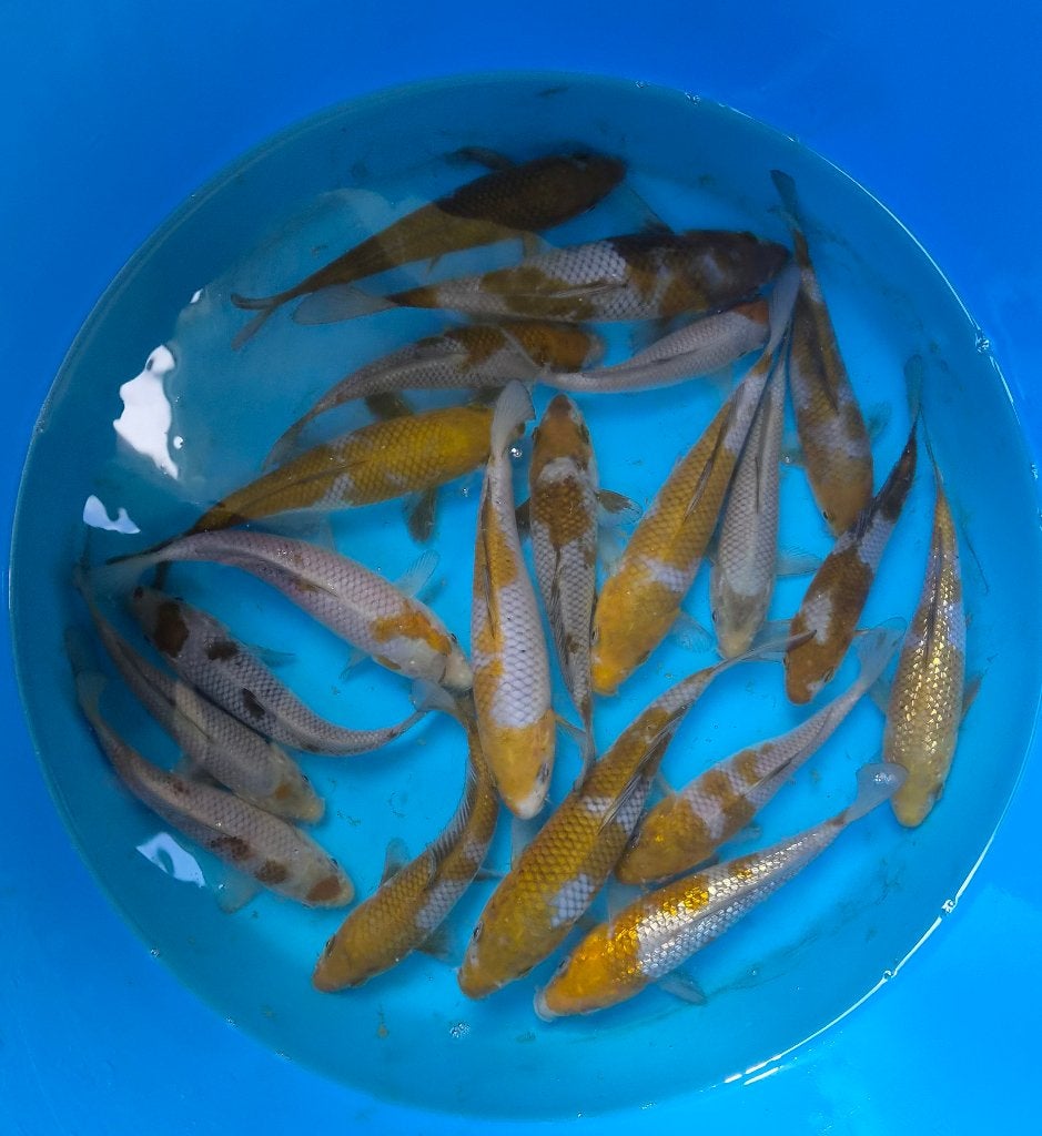 Jonge Japanse koi - Ochiba, Karper of Koi