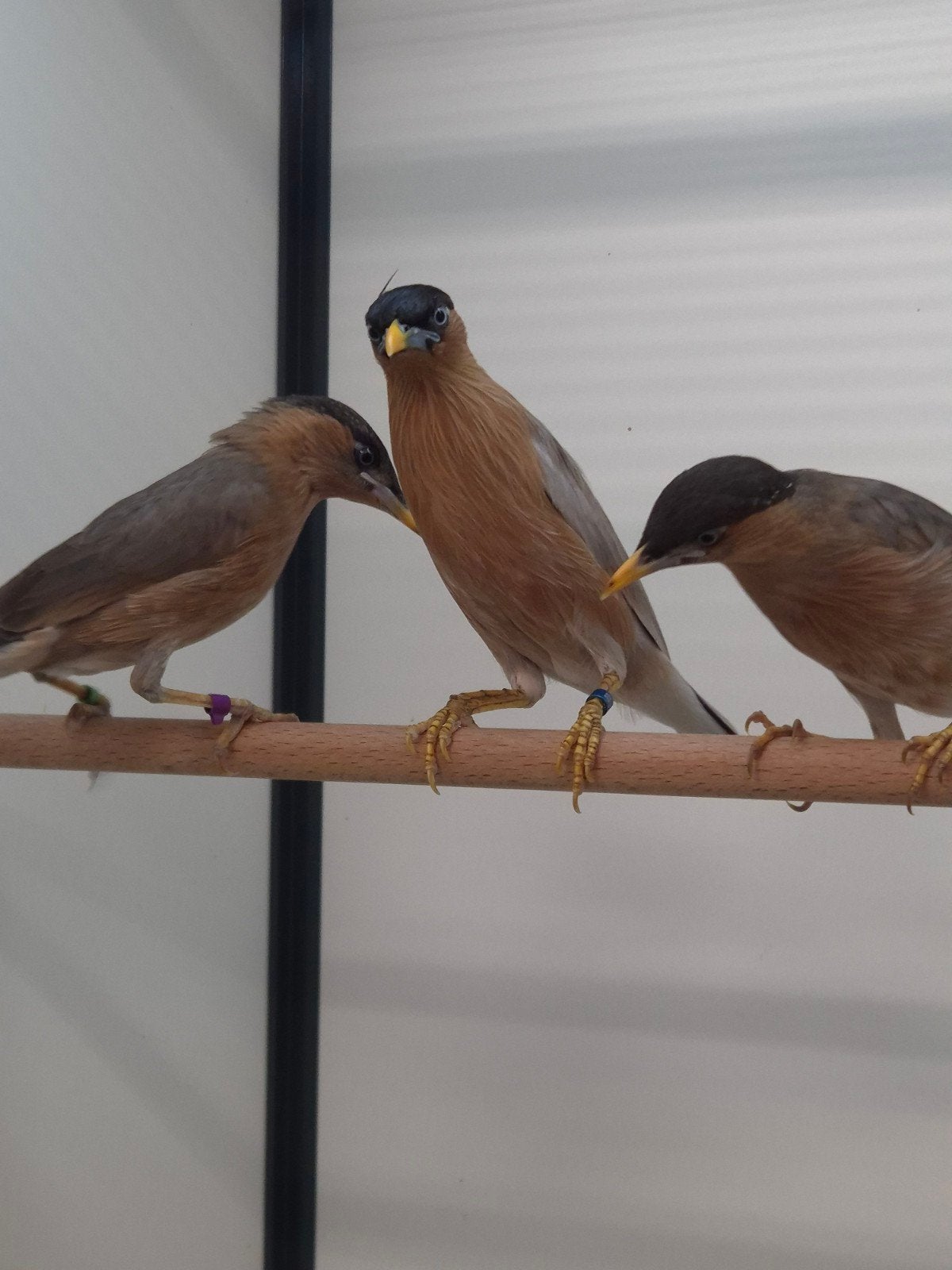 2-2 Pagode spreeuwen met dna, Meerdere dieren, Tropenvogel, Geringd