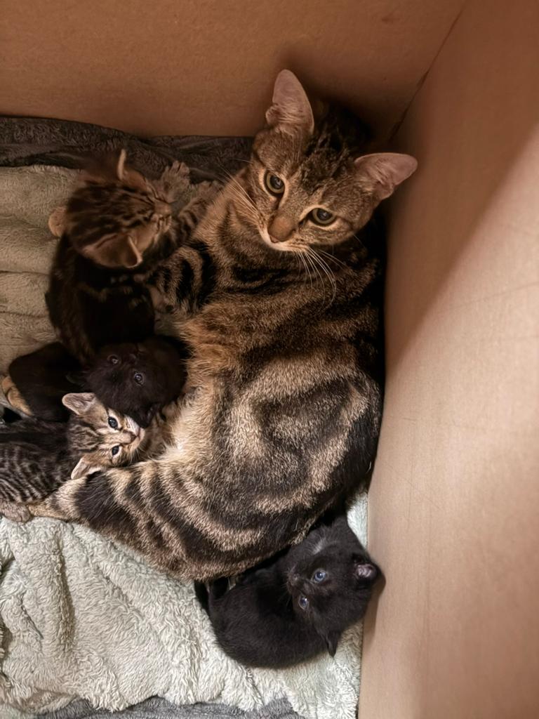 4 mooi kittens, Meerdere dieren, Kortharig, 0 tot 2 jaar