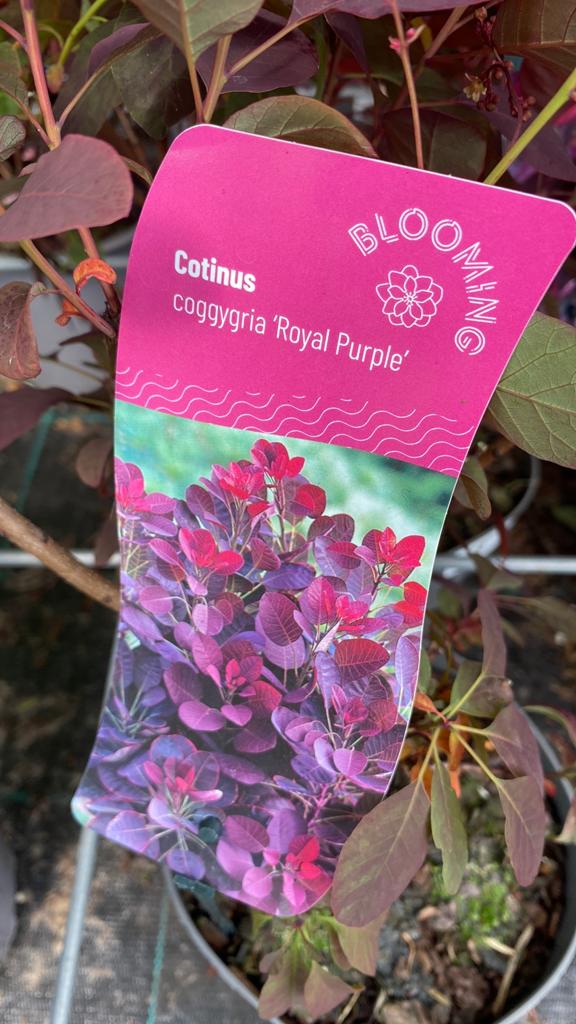 Cotinus coggygria 'Royal Purple' - Pruikenboom, Volle zon, Vaste plant, Zomer, Ophalen