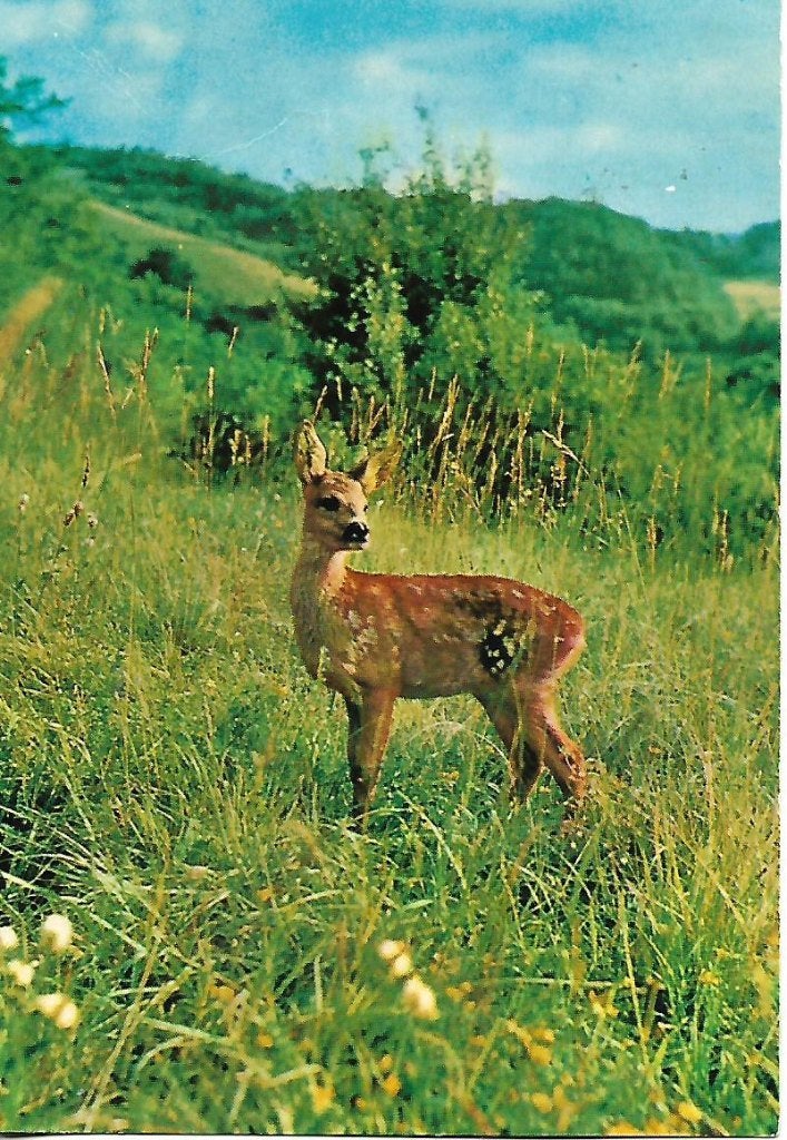 Dieren- -Reekalf., Ophalen of Verzenden, 1960 tot 1980, Gelopen, Wild dier
