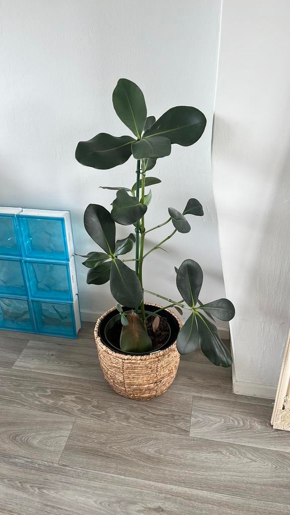 Kamperplant GRATIS OPHALEN HAARLEM, Huis en Inrichting, Kamerplanten, Ophalen, Halfschaduw, Minder dan 100 cm